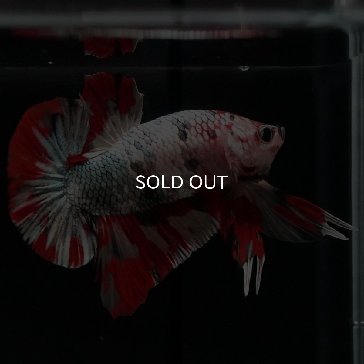 画像7: HMPK キャンディカッパー (7)