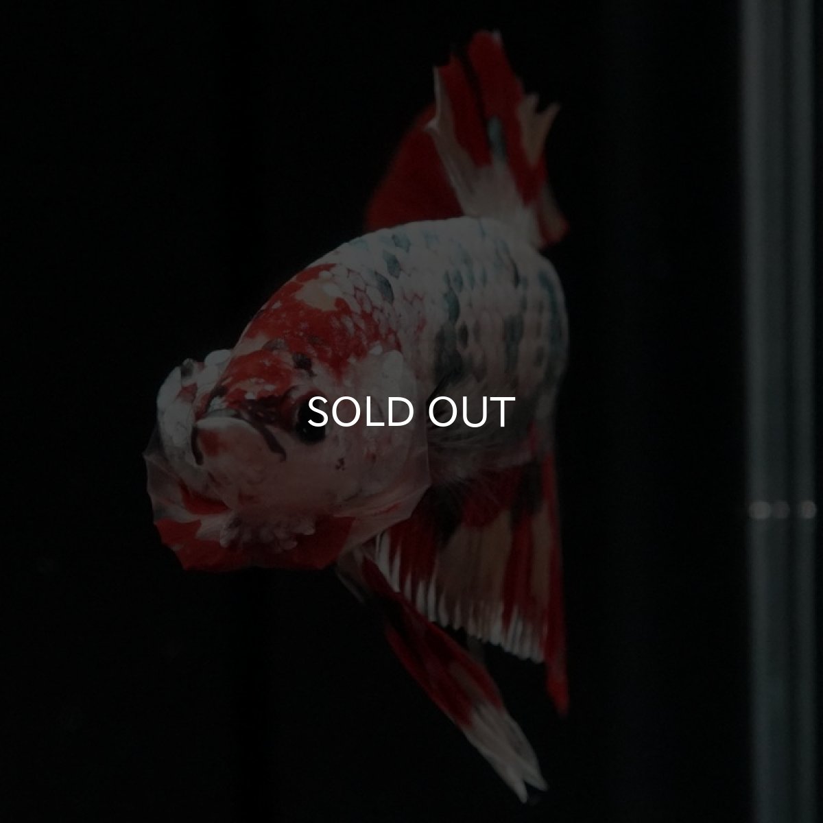 画像4: HMPK キャンディカッパー (4)