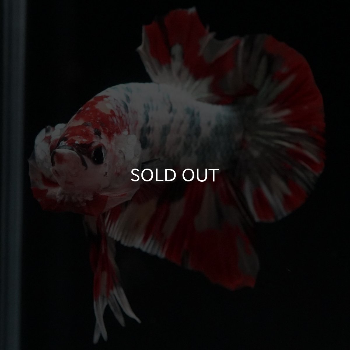 画像2: HMPK キャンディカッパー (2)