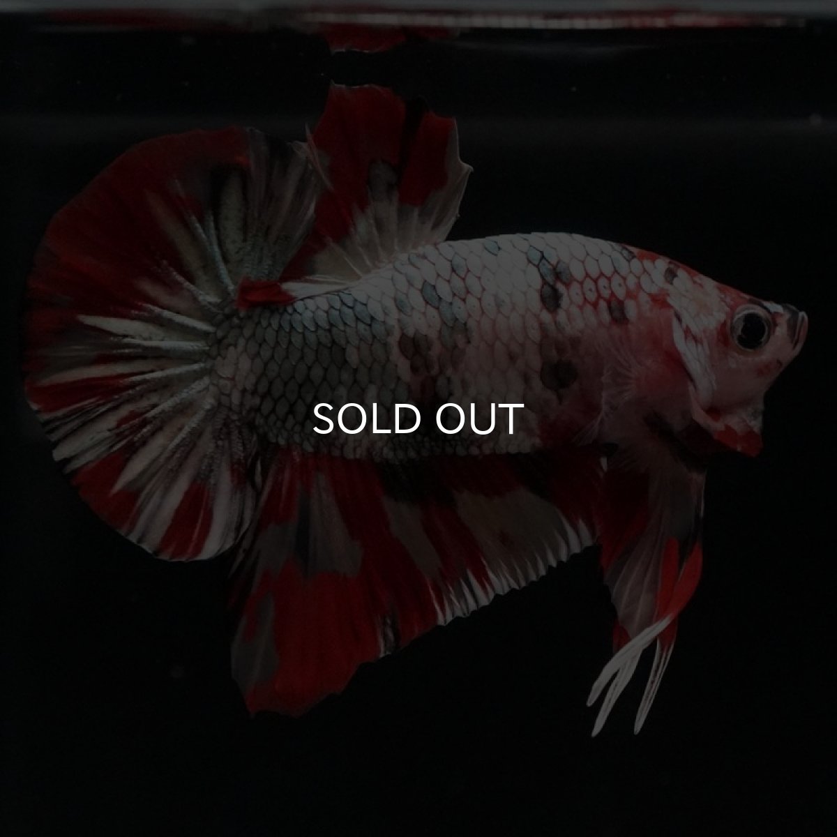 画像5: HMPK キャンディカッパー (5)