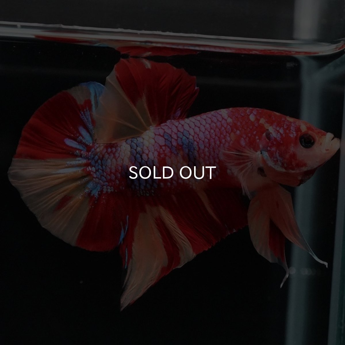 画像5: HMPK キャンディギャラクシー (5)