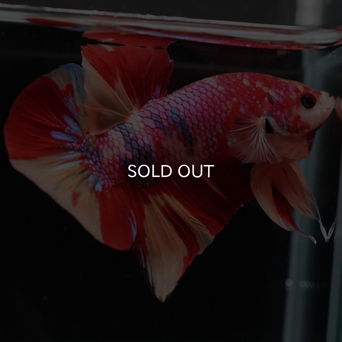 画像3: HMPK キャンディギャラクシー (3)