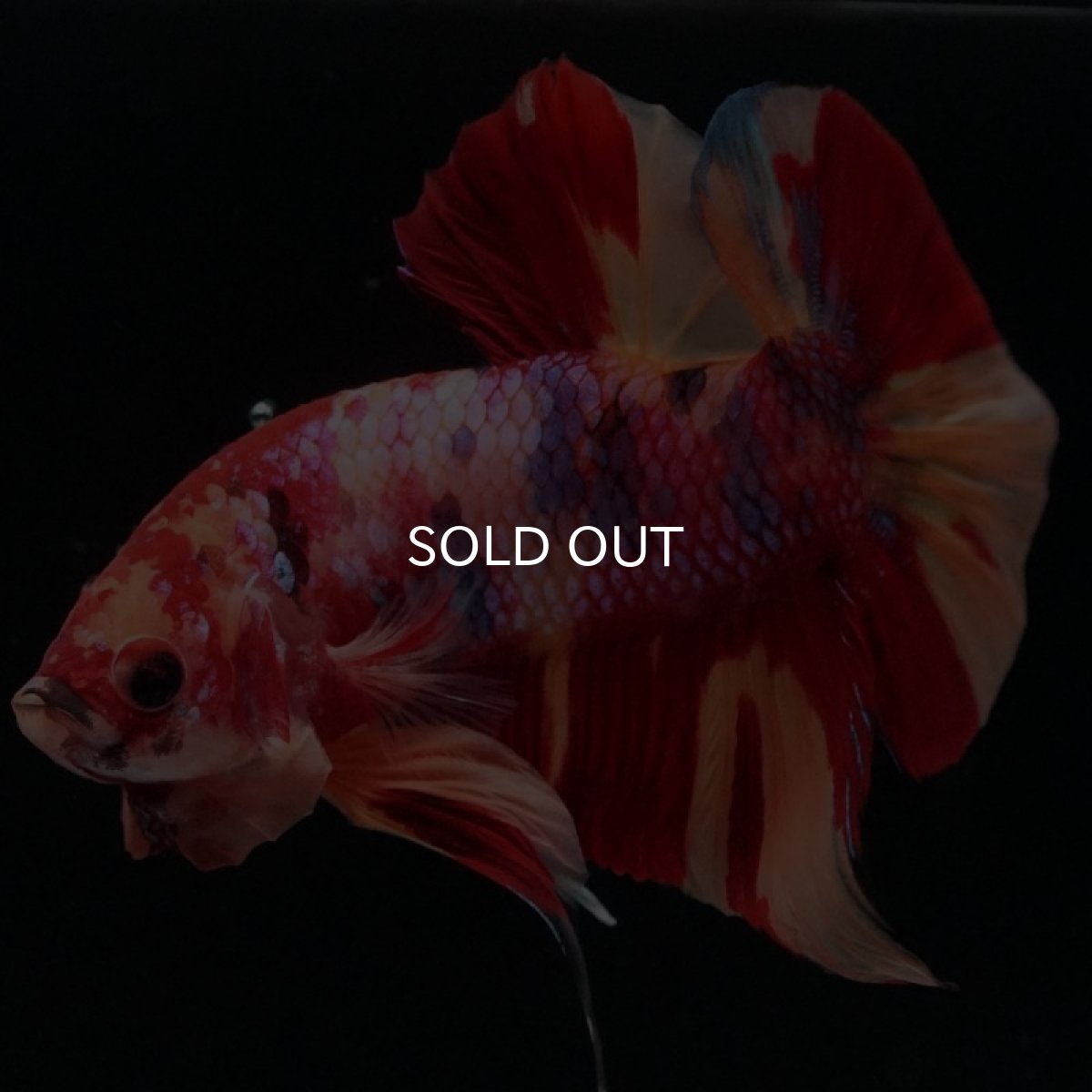 画像6: HMPK キャンディギャラクシー (6)