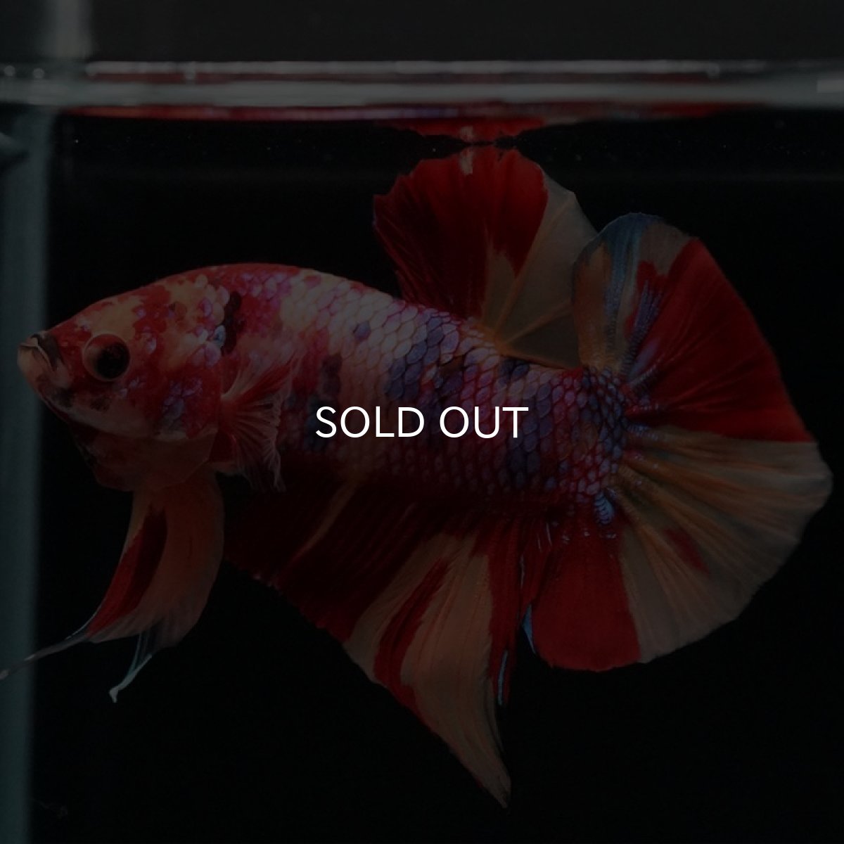 画像2: HMPK キャンディギャラクシー (2)