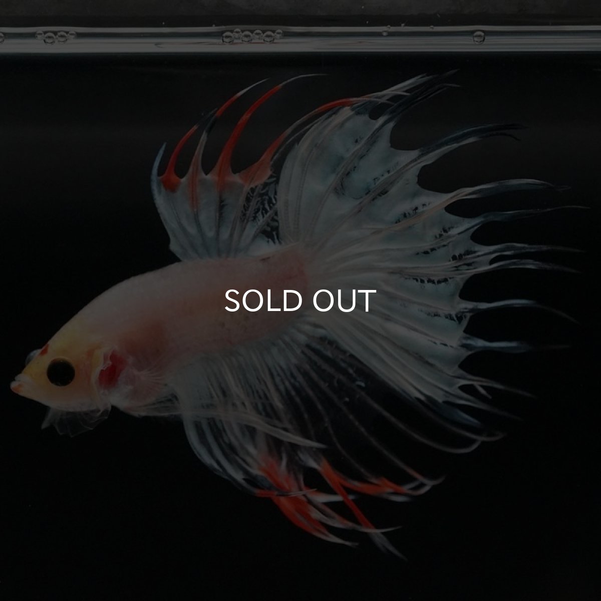 画像5: CT ホワイトファンシー (5)