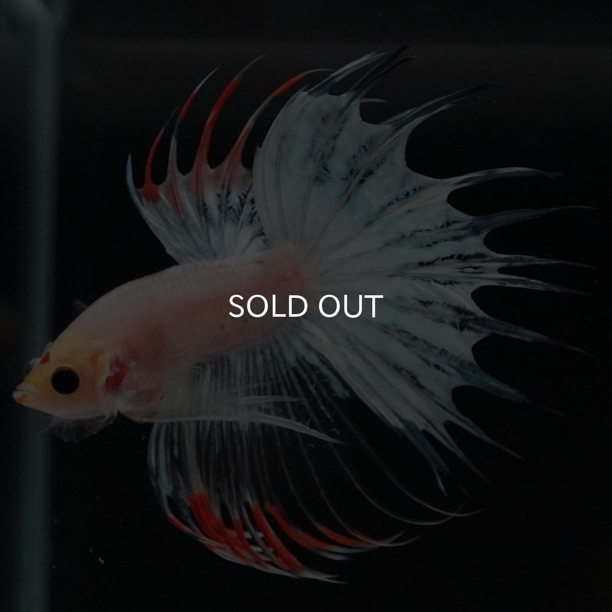 画像3: CT ホワイトファンシー (3)