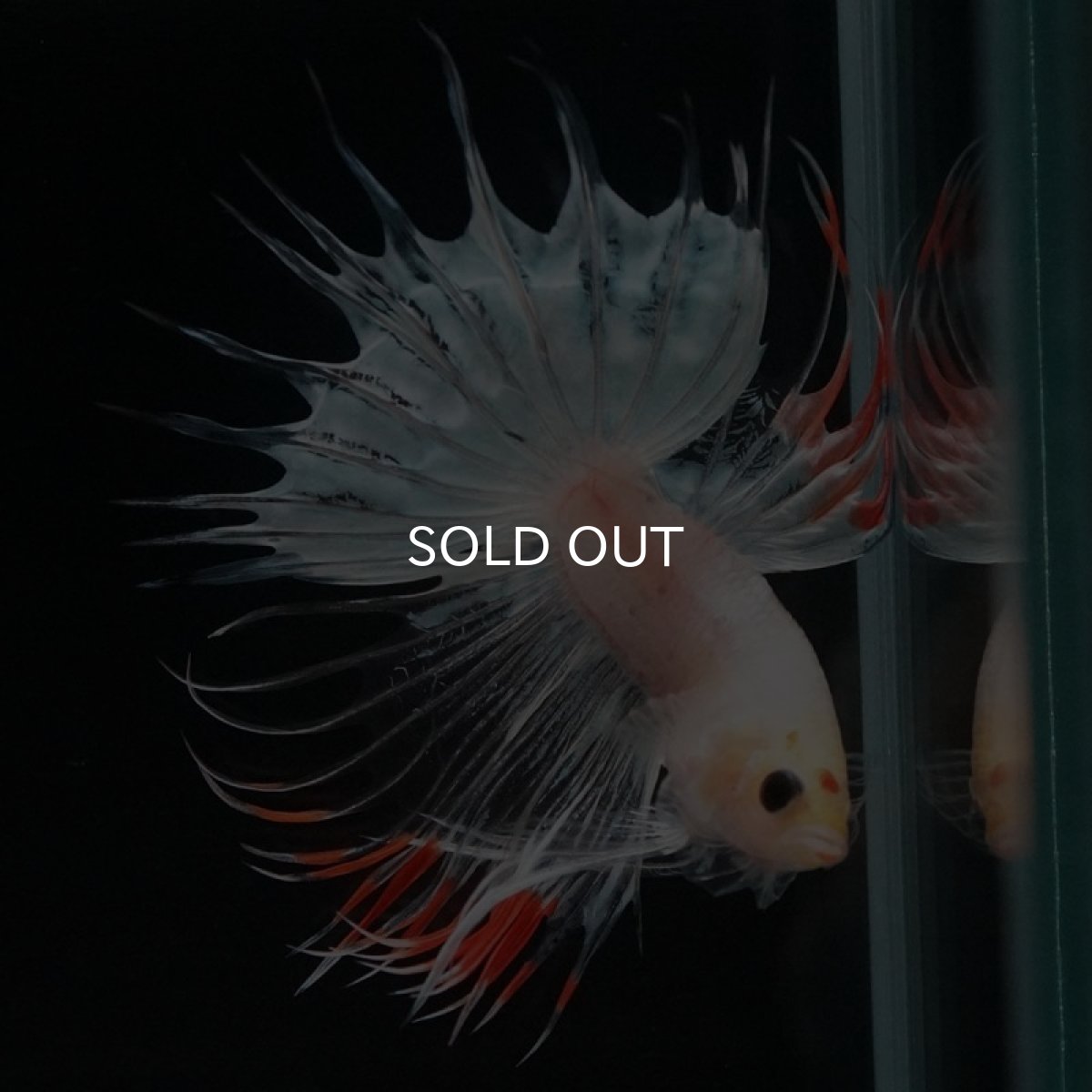 画像6: CT ホワイトファンシー (6)