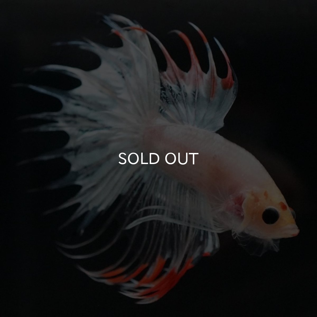 画像2: CT ホワイトファンシー (2)