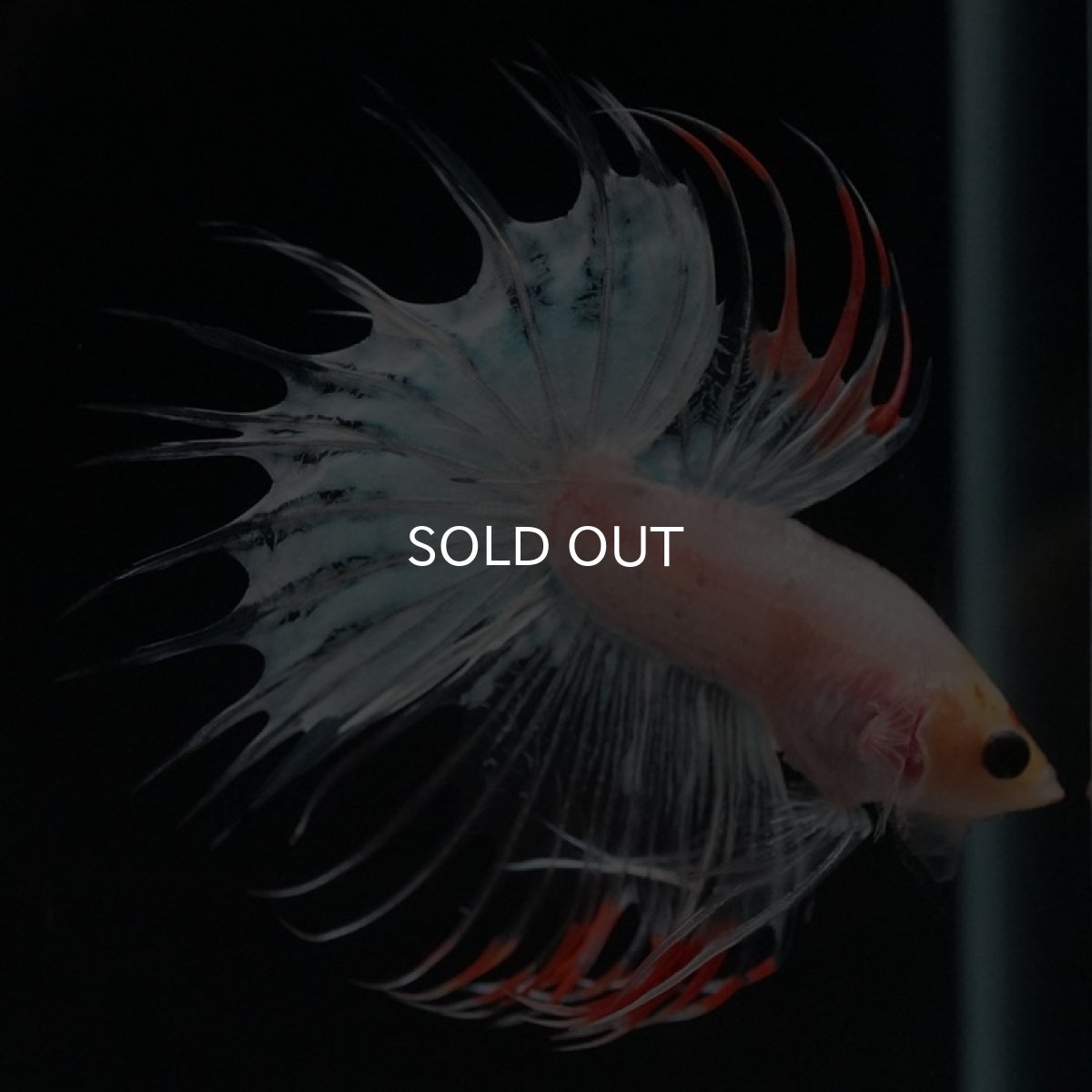 画像4: CT ホワイトファンシー (4)