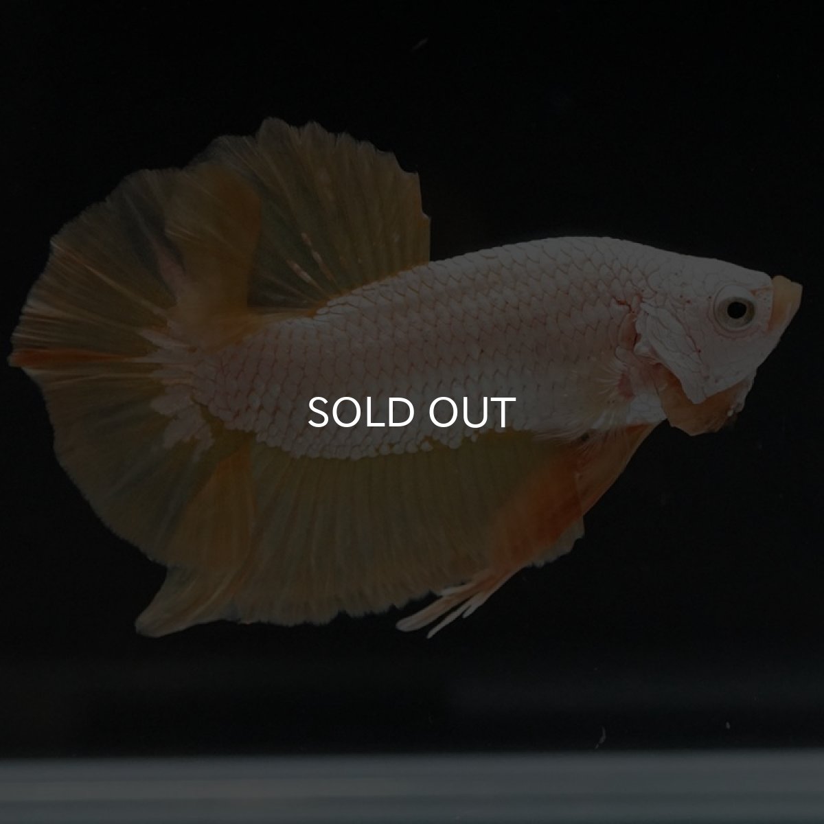 画像9: HMPK プラチナイエロードラゴン (9)