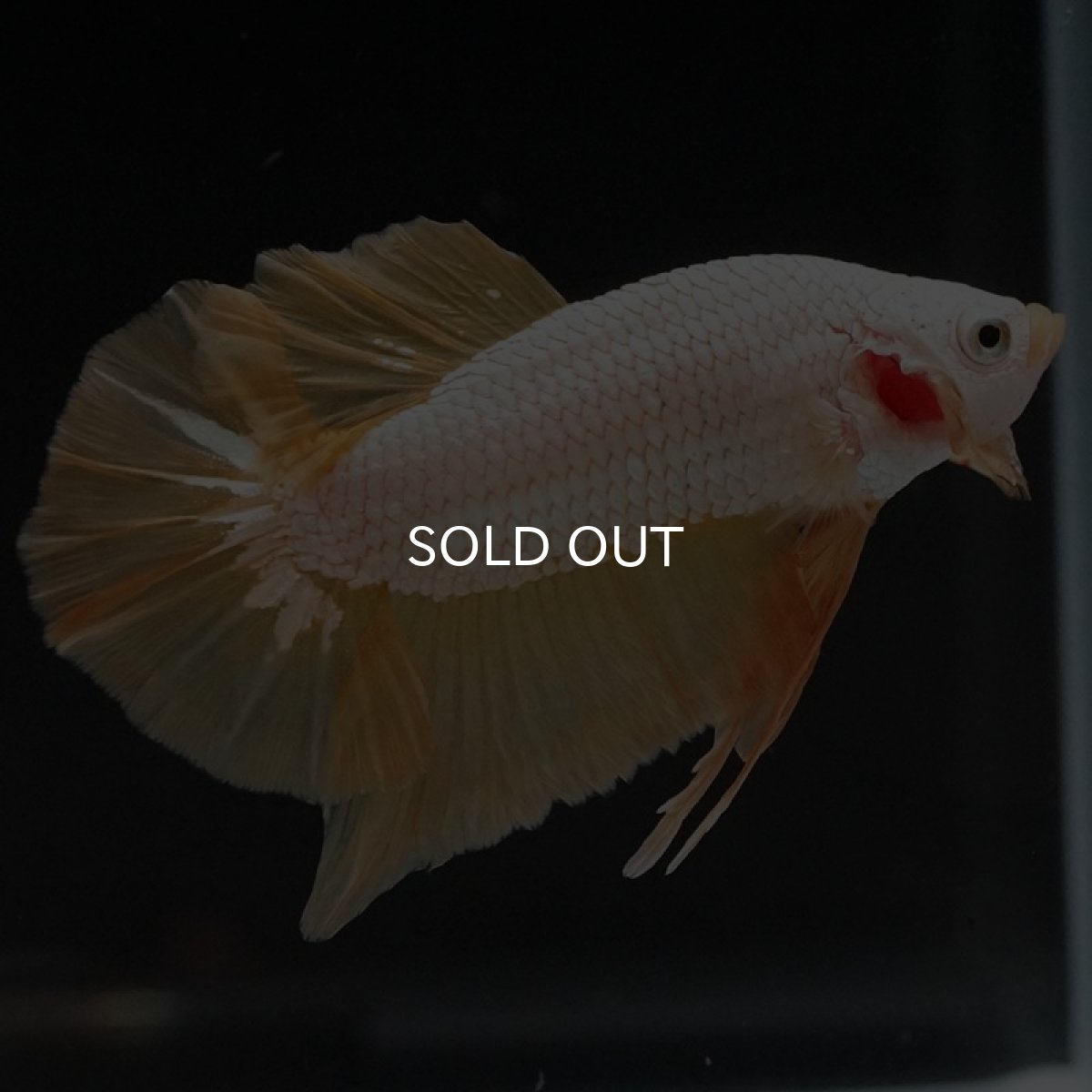 画像7: HMPK プラチナイエロードラゴン (7)