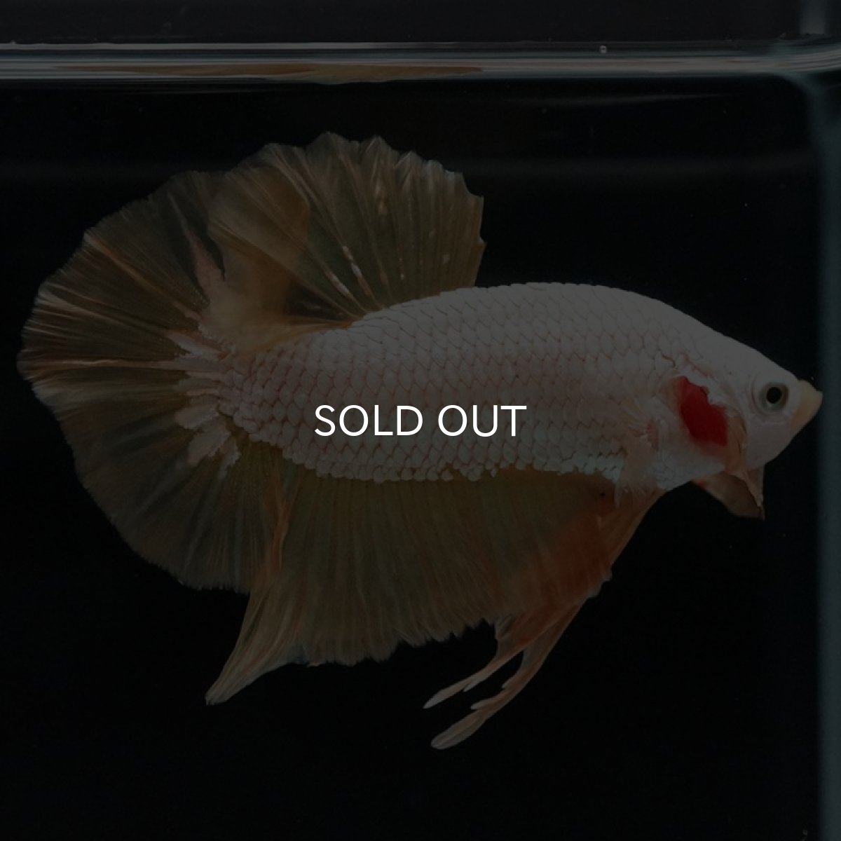 画像5: HMPK プラチナイエロードラゴン (5)