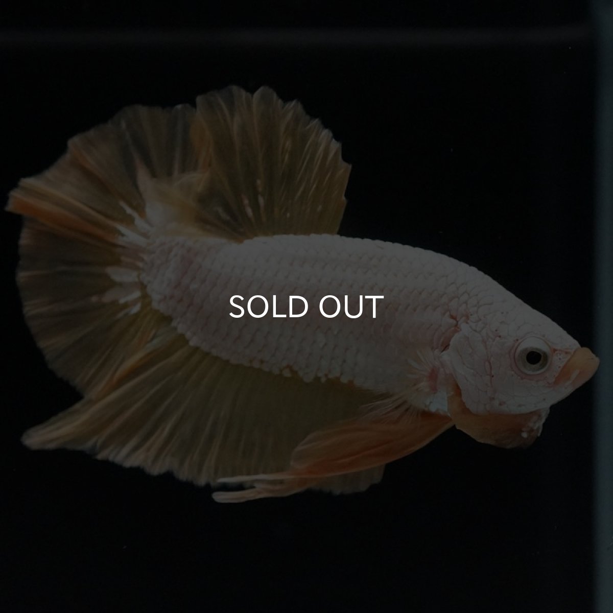 画像3: HMPK プラチナイエロードラゴン (3)