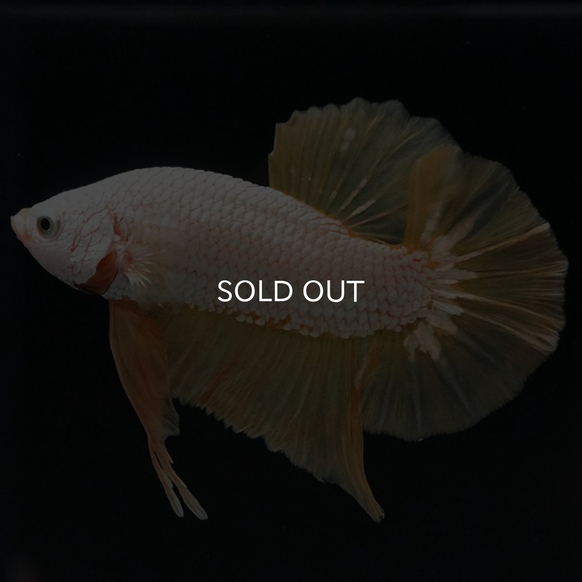 画像11: HMPK プラチナイエロードラゴン (11)