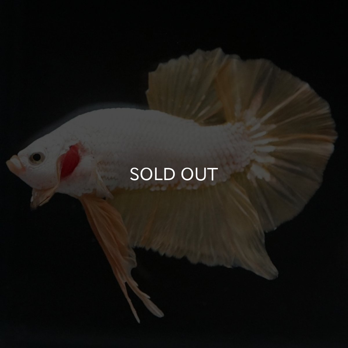 画像2: HMPK プラチナイエロードラゴン (2)