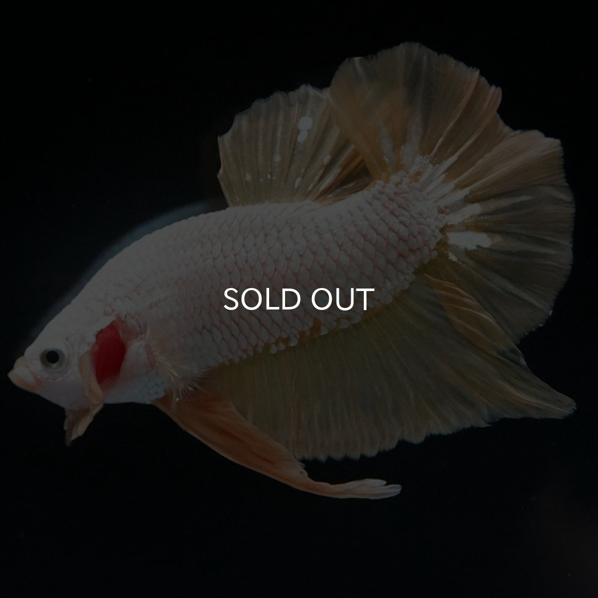 画像10: HMPK プラチナイエロードラゴン (10)