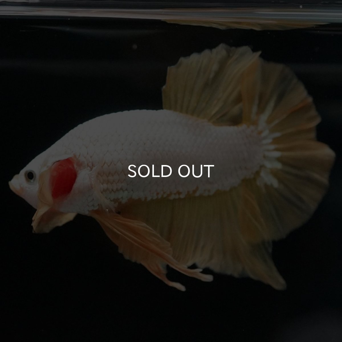 画像8: HMPK プラチナイエロードラゴン (8)