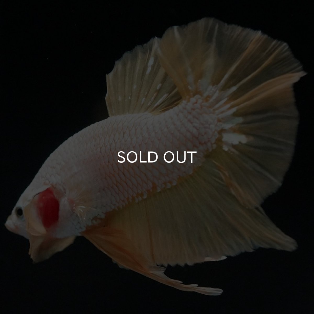 画像6: HMPK プラチナイエロードラゴン (6)