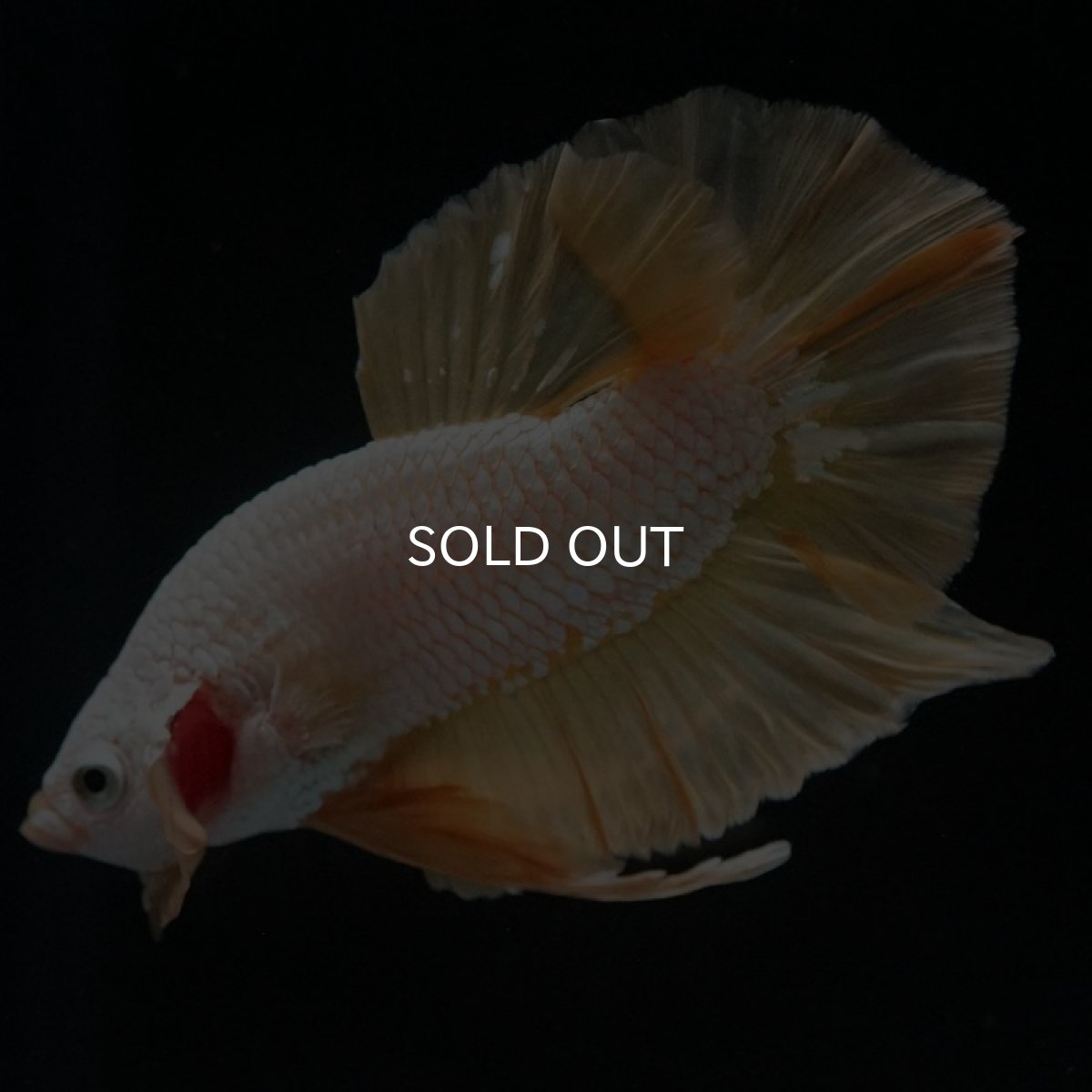 画像4: HMPK プラチナイエロードラゴン (4)