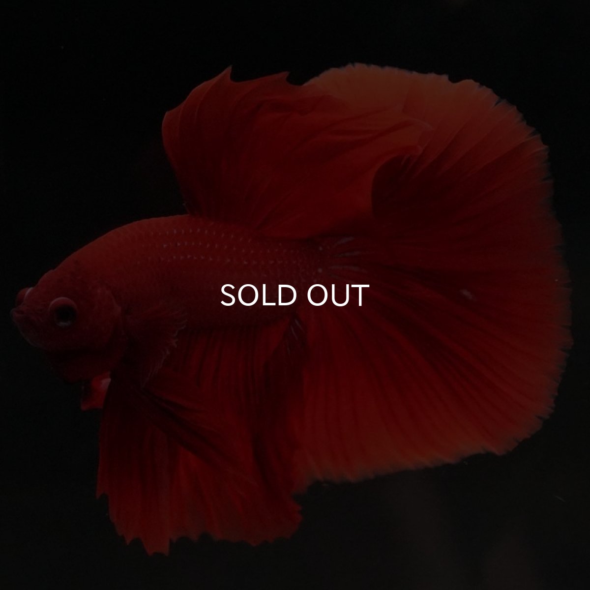 画像6: HM ソリッドレッド (6)