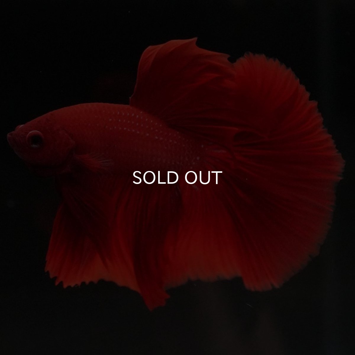 画像12: HM ソリッドレッド (12)