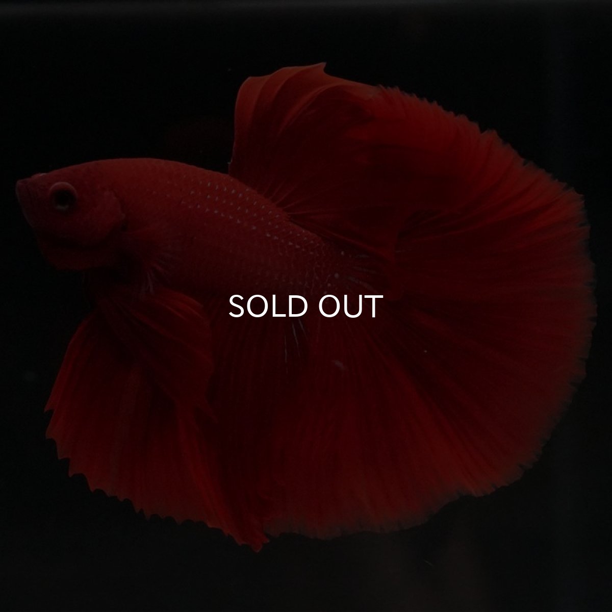 画像4: HM ソリッドレッド (4)