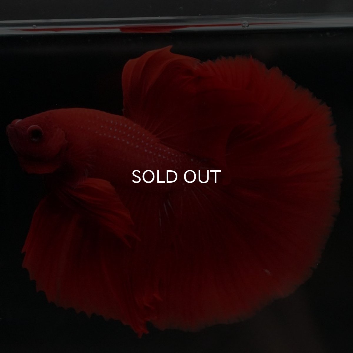 画像2: HM ソリッドレッド (2)