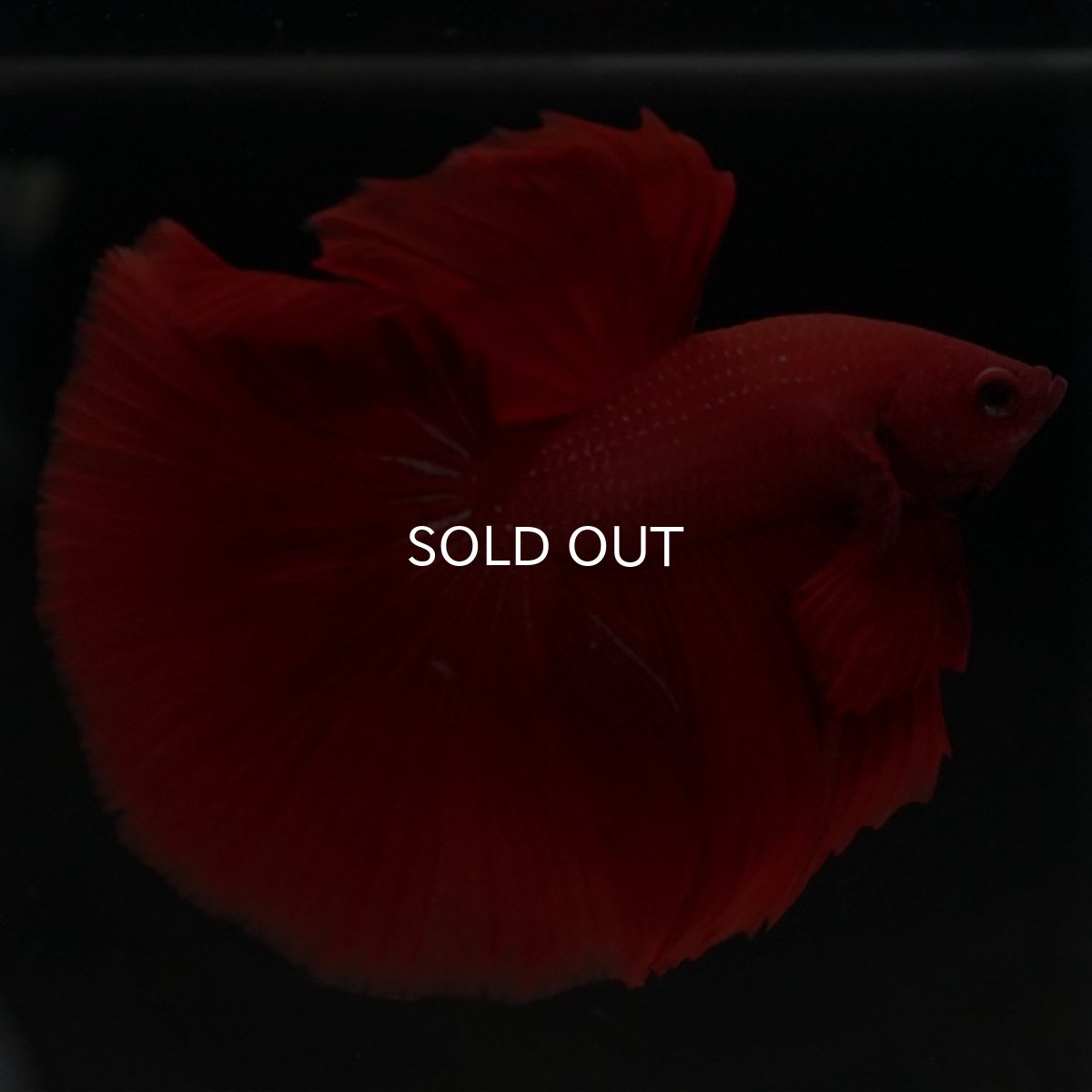 画像11: HM ソリッドレッド (11)