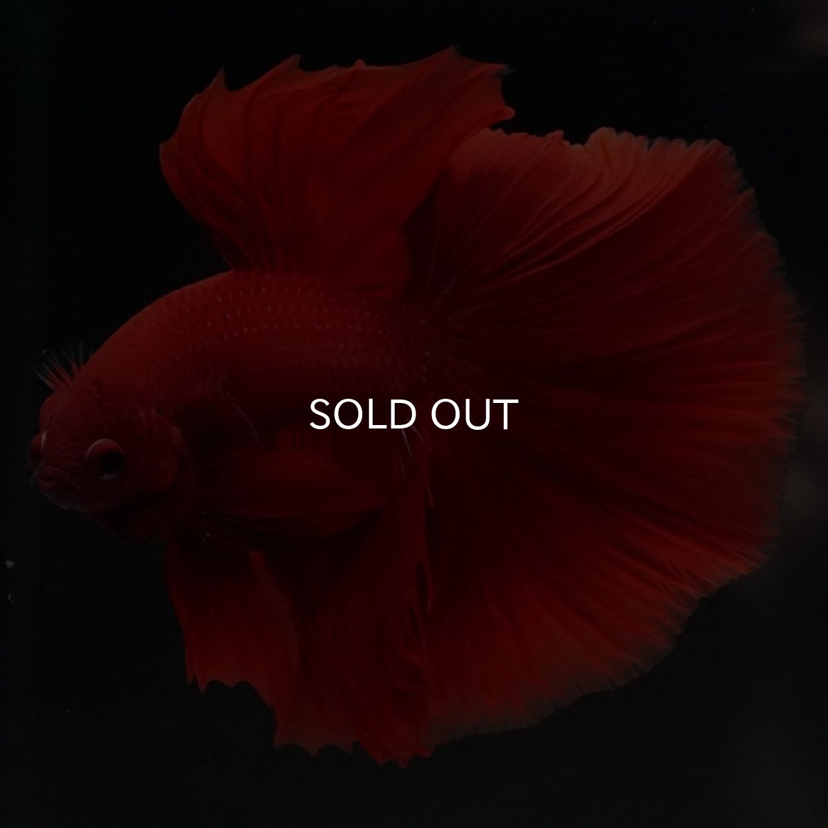 画像10: HM ソリッドレッド (10)