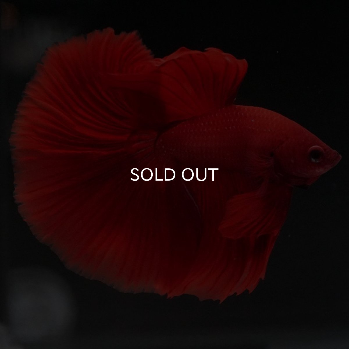 画像9: HM ソリッドレッド (9)