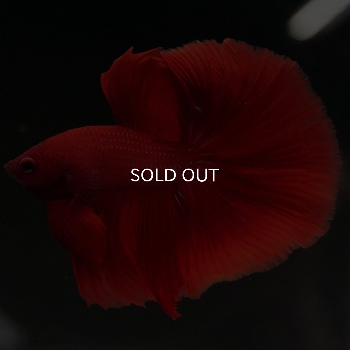 画像8: HM ソリッドレッド (8)