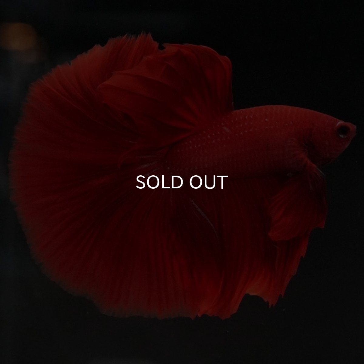 画像7: HM ソリッドレッド (7)