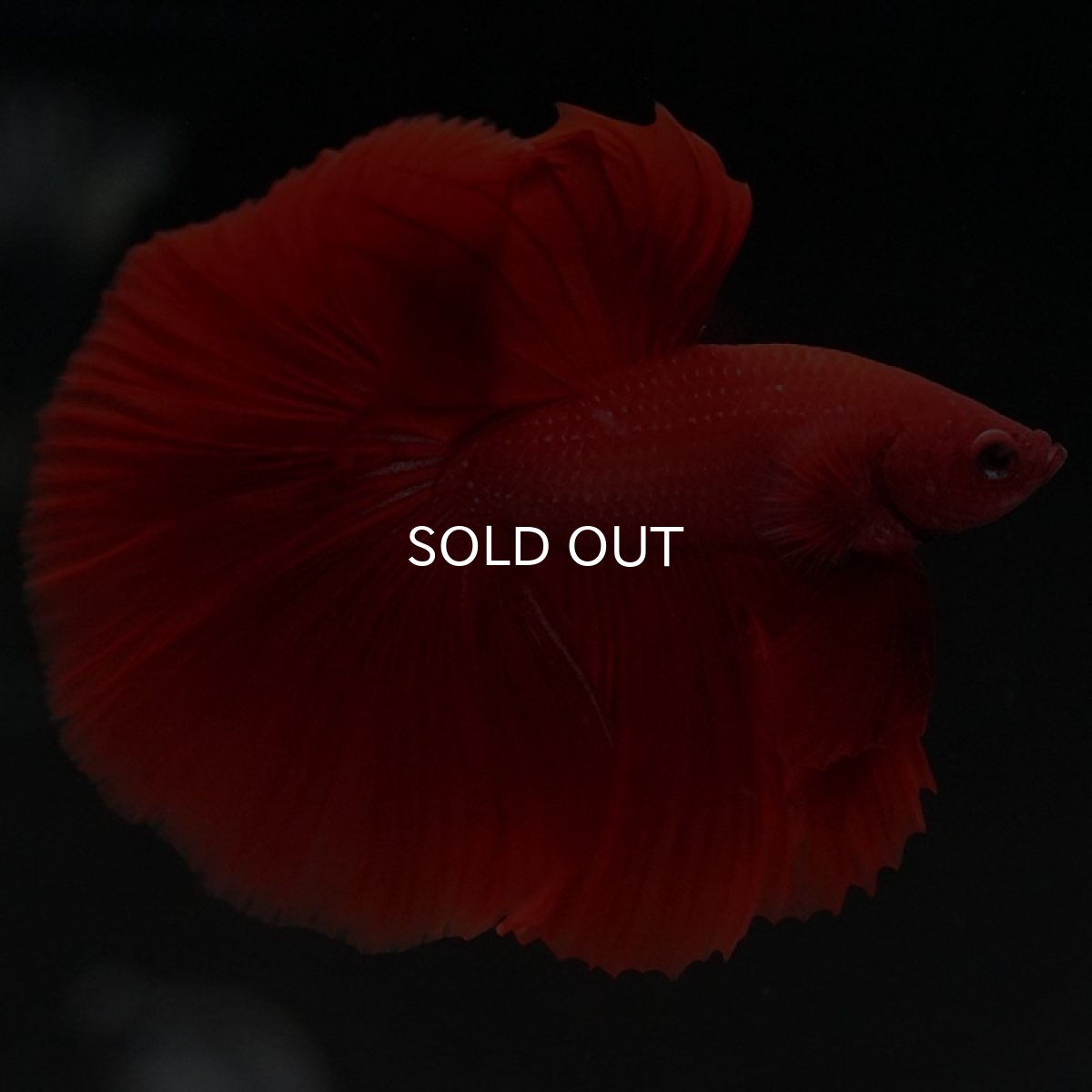 画像5: HM ソリッドレッド (5)