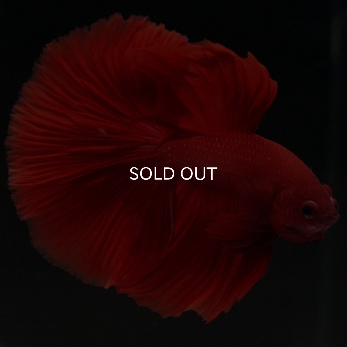 画像3: HM ソリッドレッド (3)