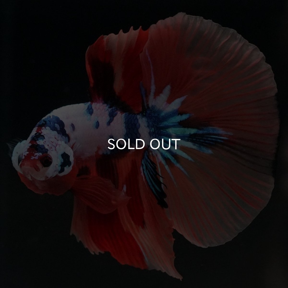 画像10: HM キャンディレインボー (10)