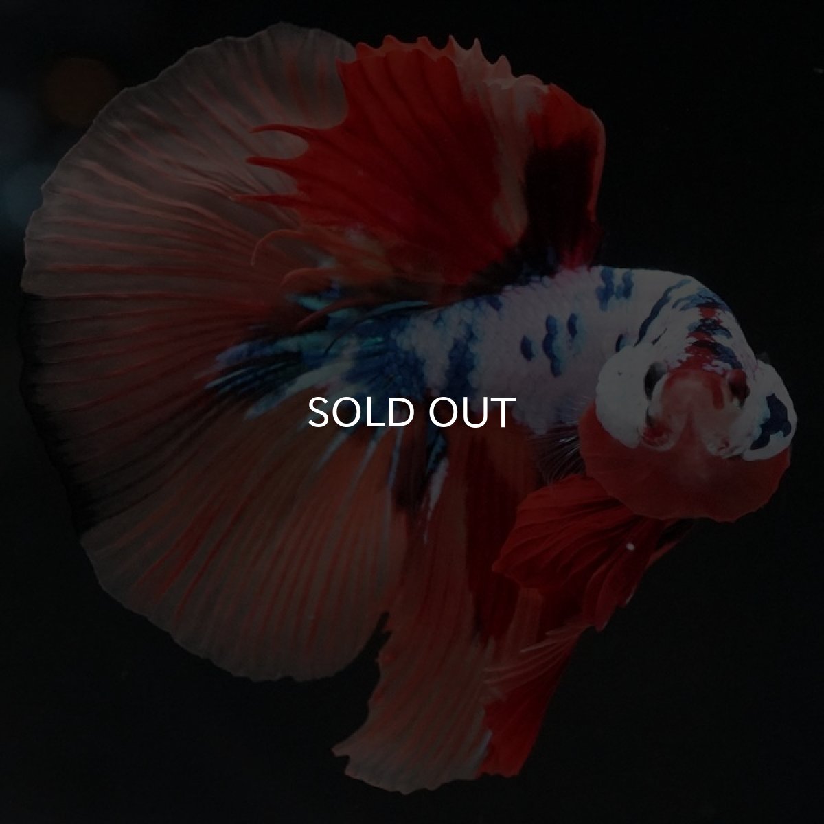 画像9: HM キャンディレインボー (9)