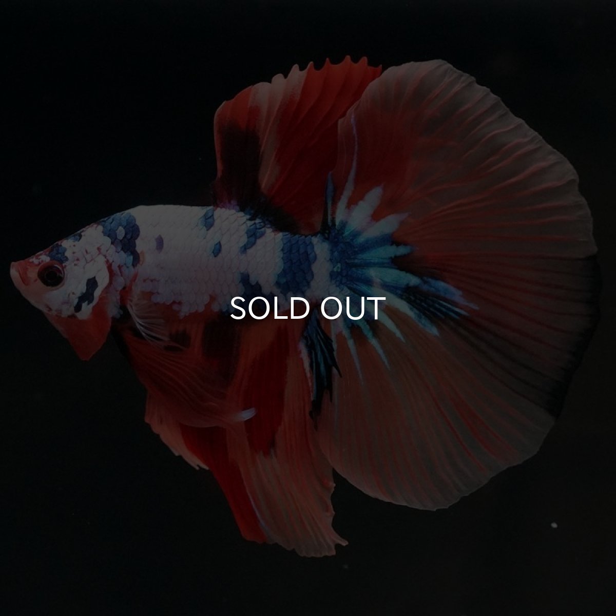 画像8: HM キャンディレインボー (8)