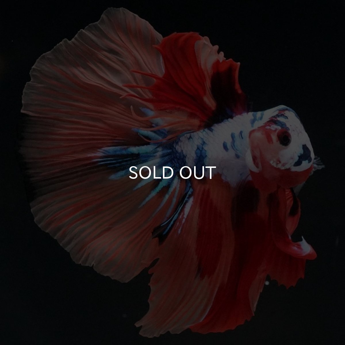 画像7: HM キャンディレインボー (7)