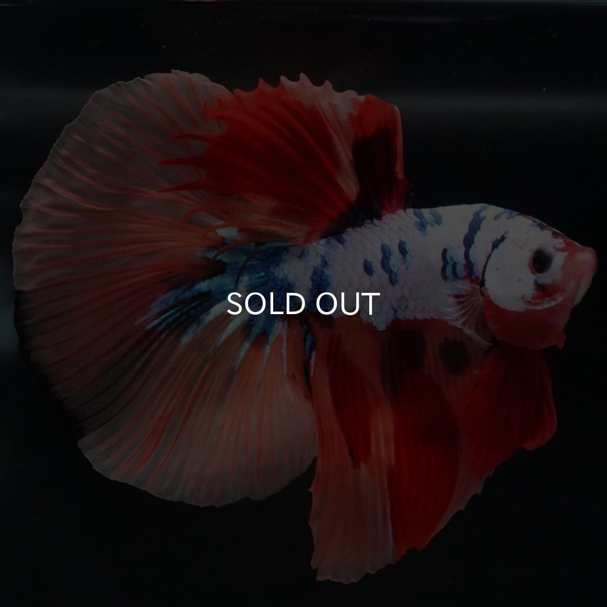 画像2: HM キャンディレインボー (2)