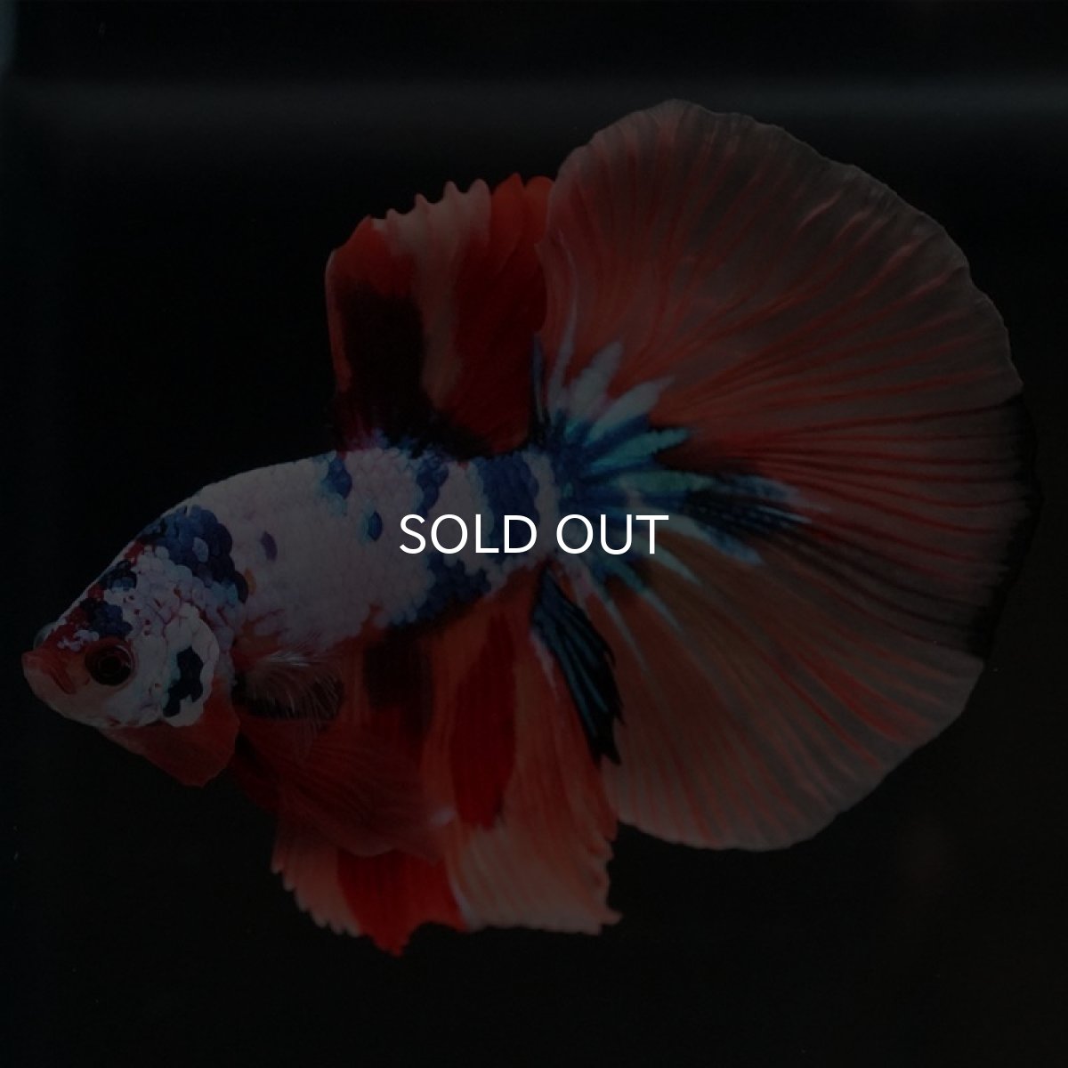 画像6: HM キャンディレインボー (6)