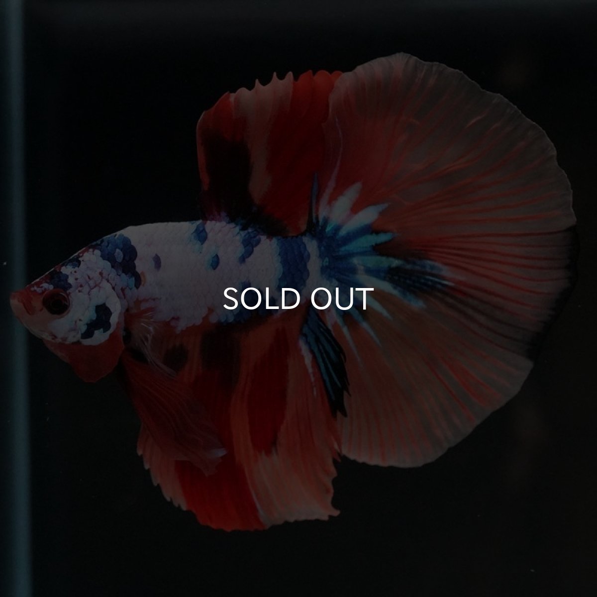 画像4: HM キャンディレインボー (4)