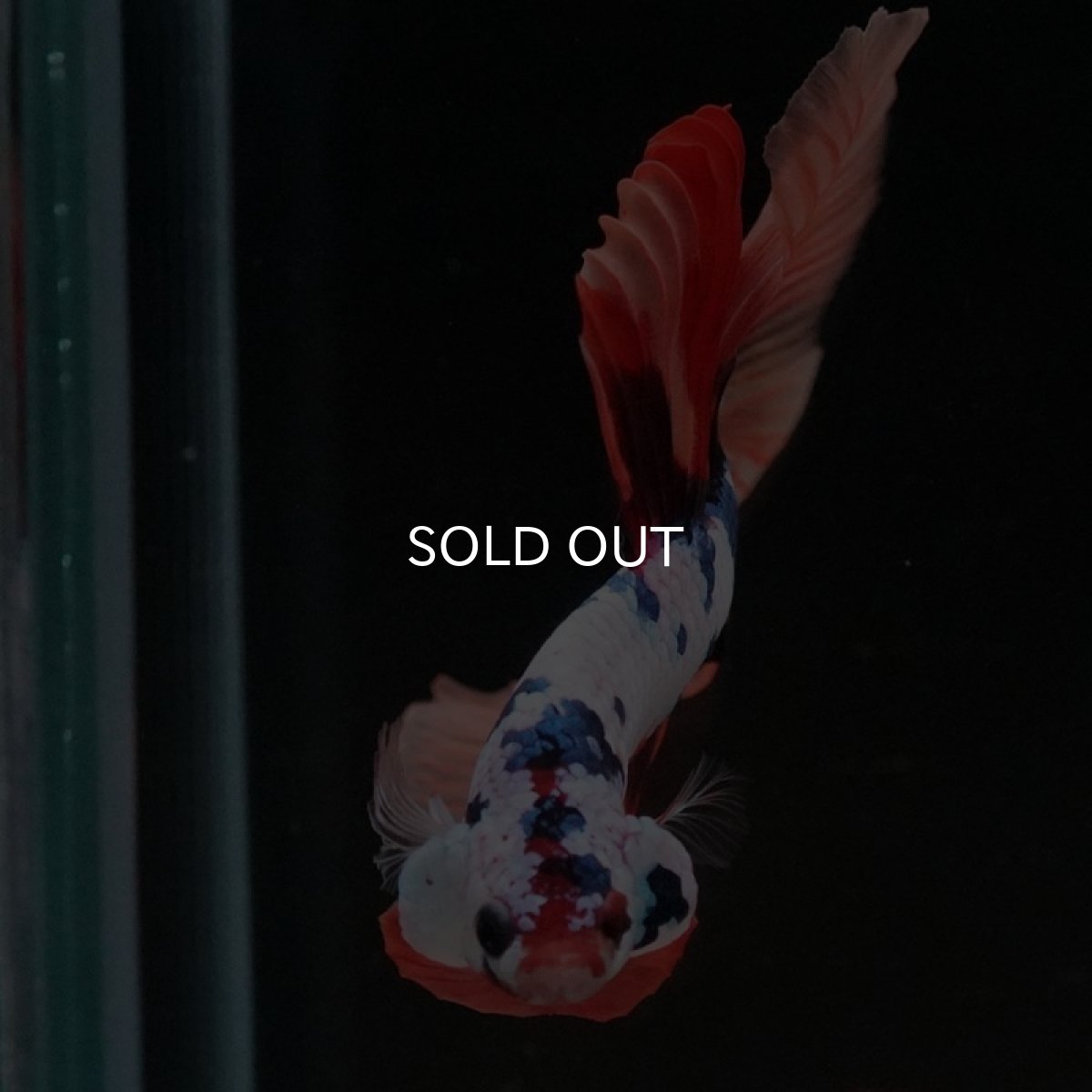 画像3: HM キャンディレインボー (3)