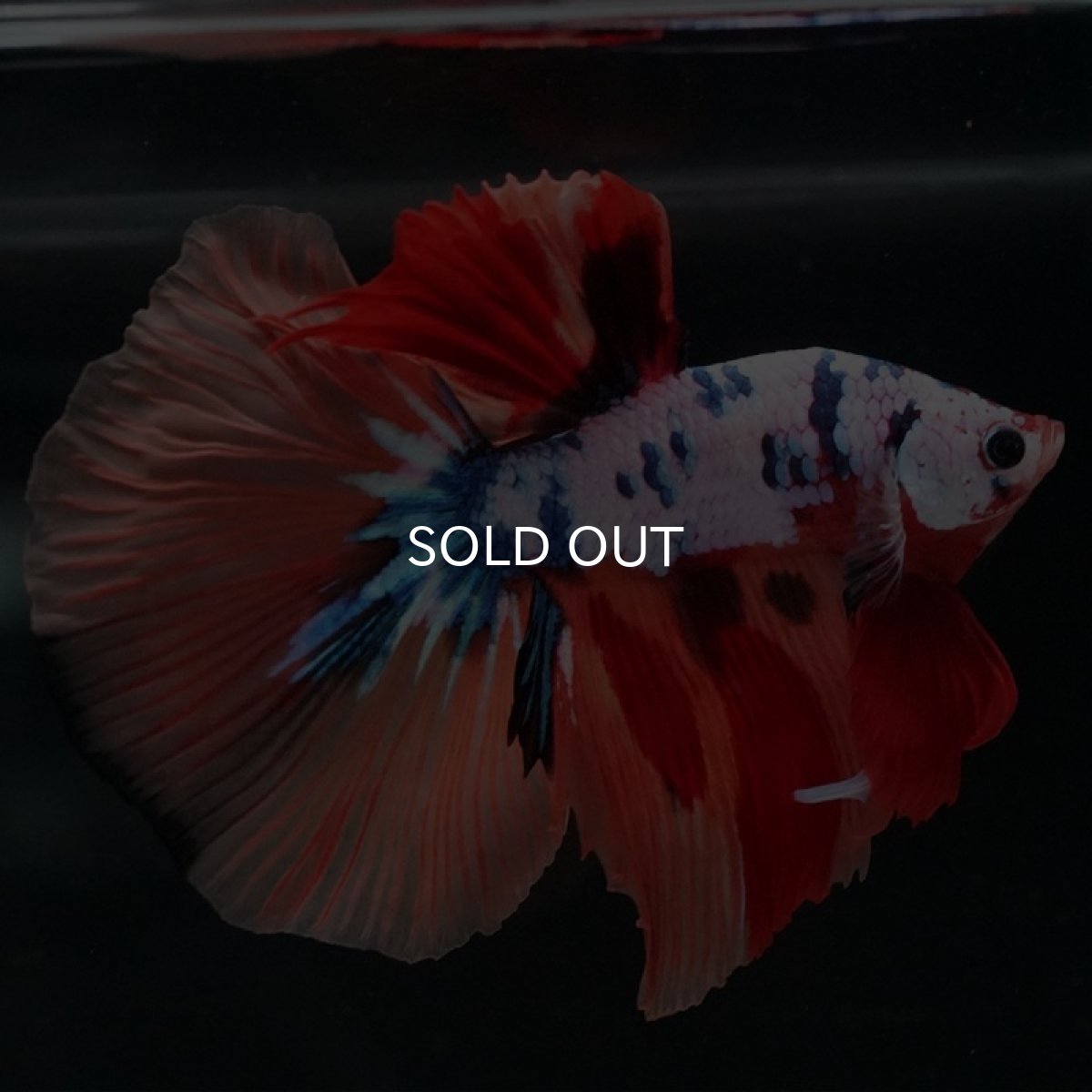 画像5: HM キャンディレインボー (5)