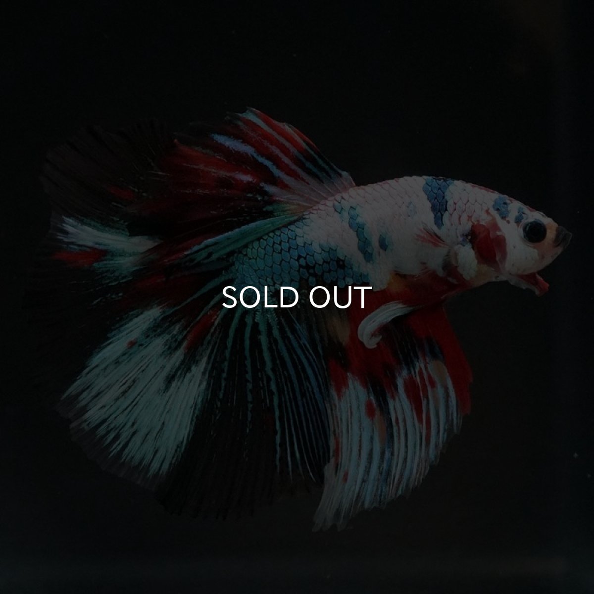 画像5: HM キャンディレインボー (5)