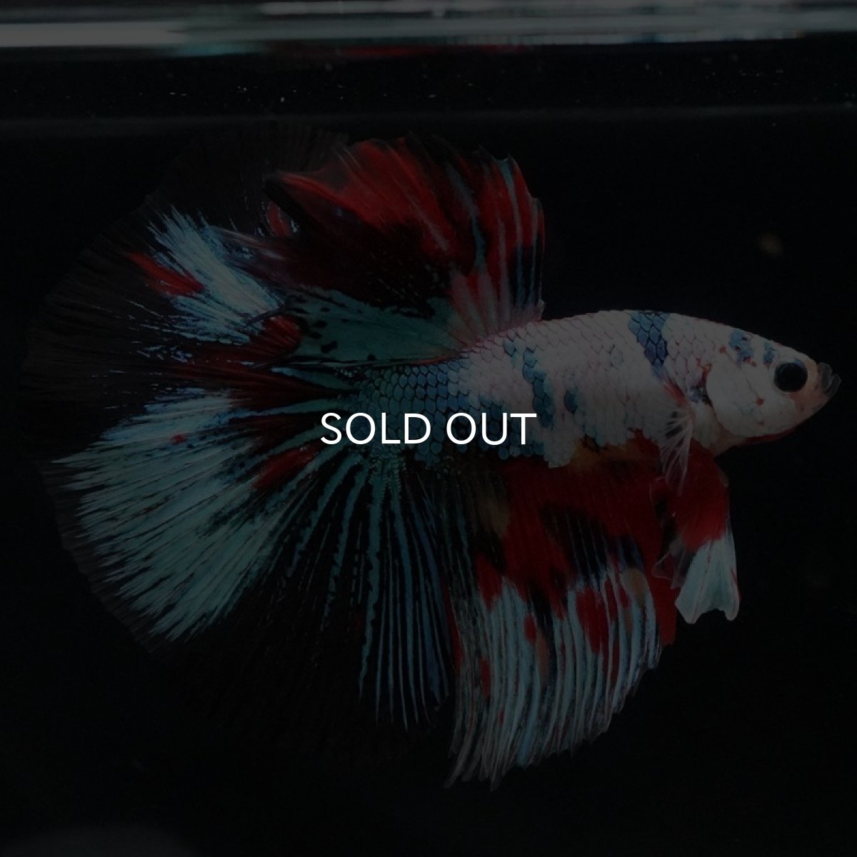 画像3: HM キャンディレインボー (3)