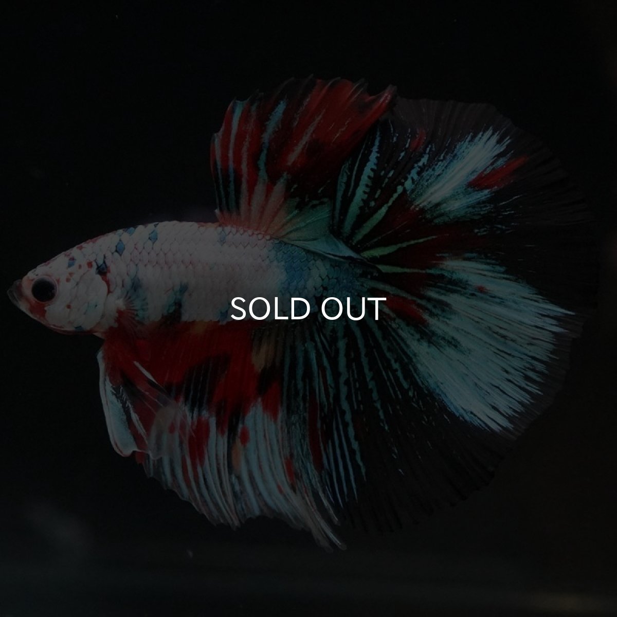 画像4: HM キャンディレインボー (4)