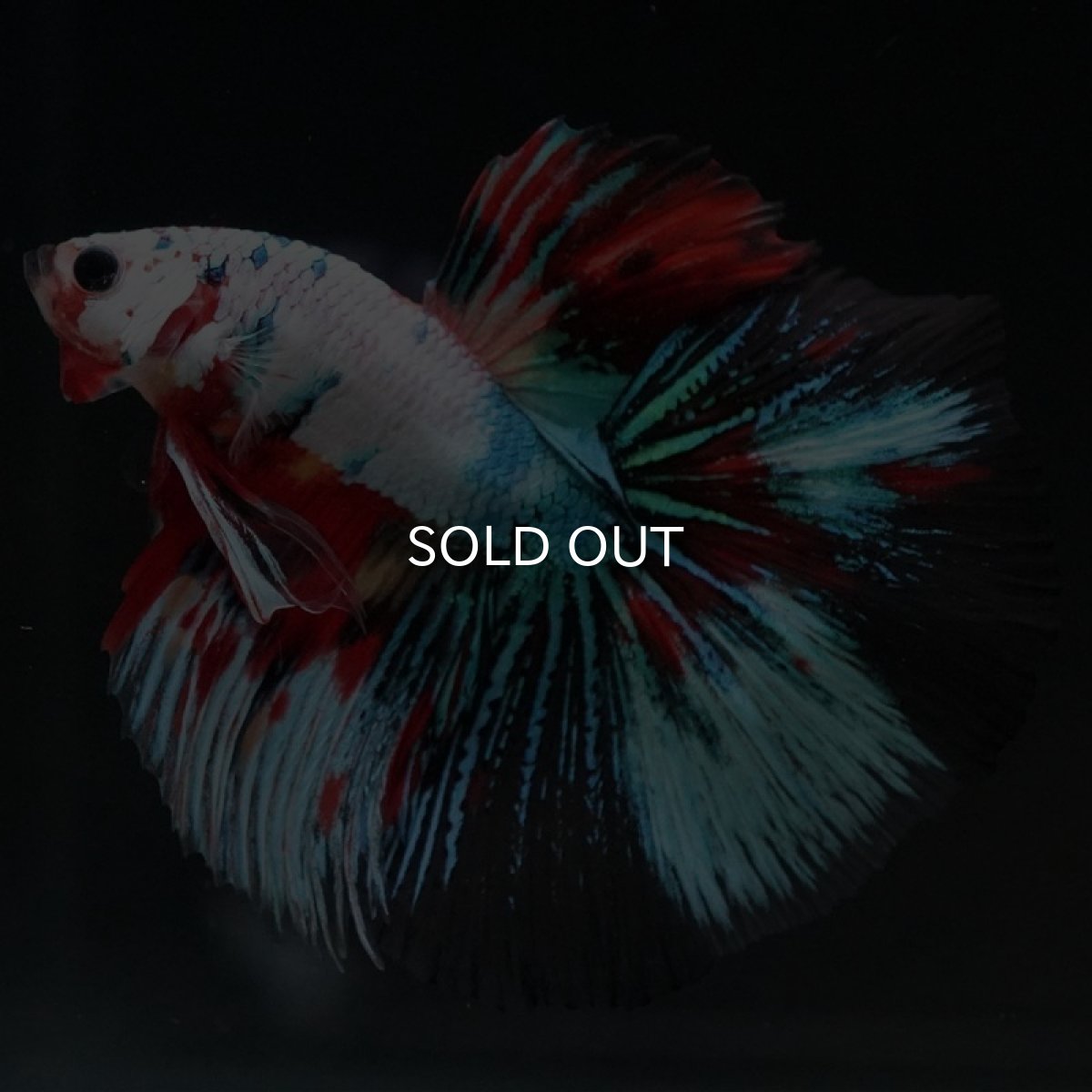 画像2: HM キャンディレインボー (2)