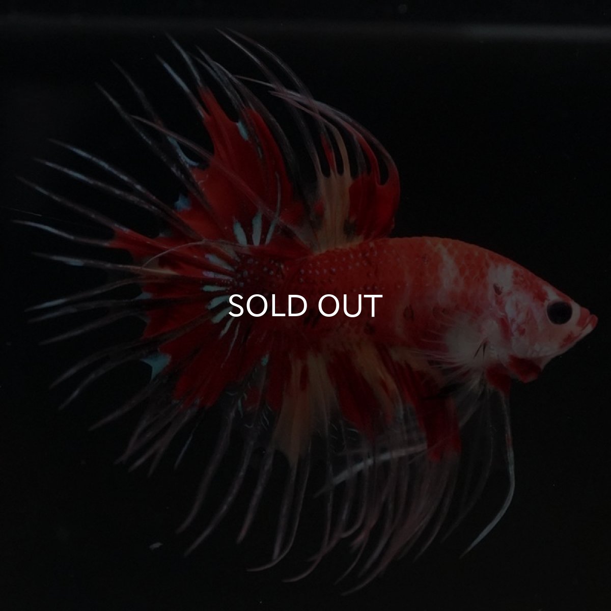 画像2: CT キャンディ (2)