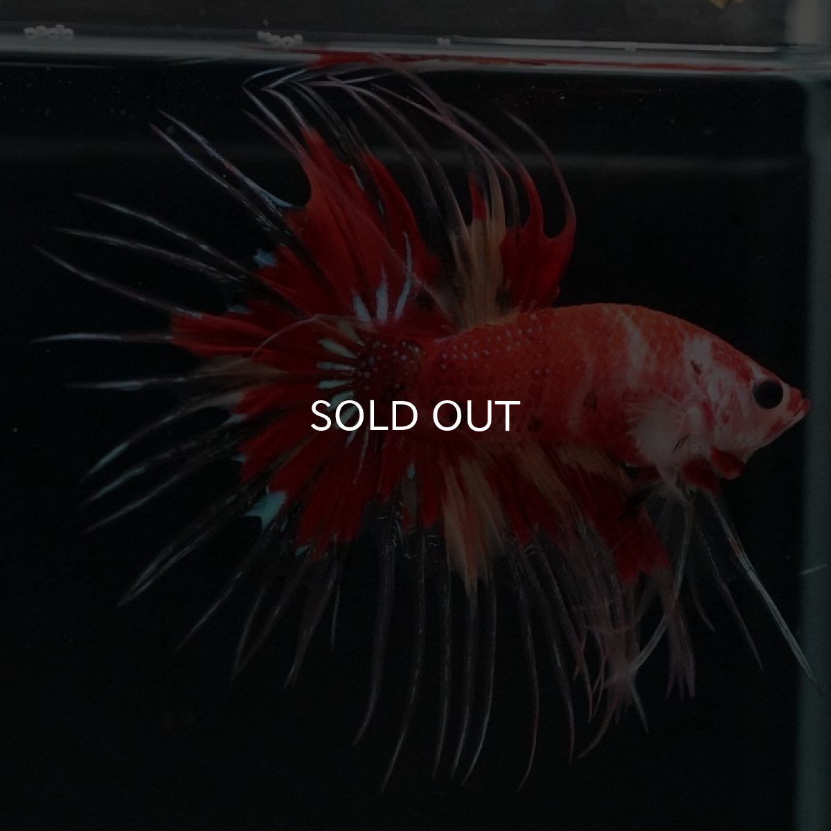 画像4: CT キャンディ (4)