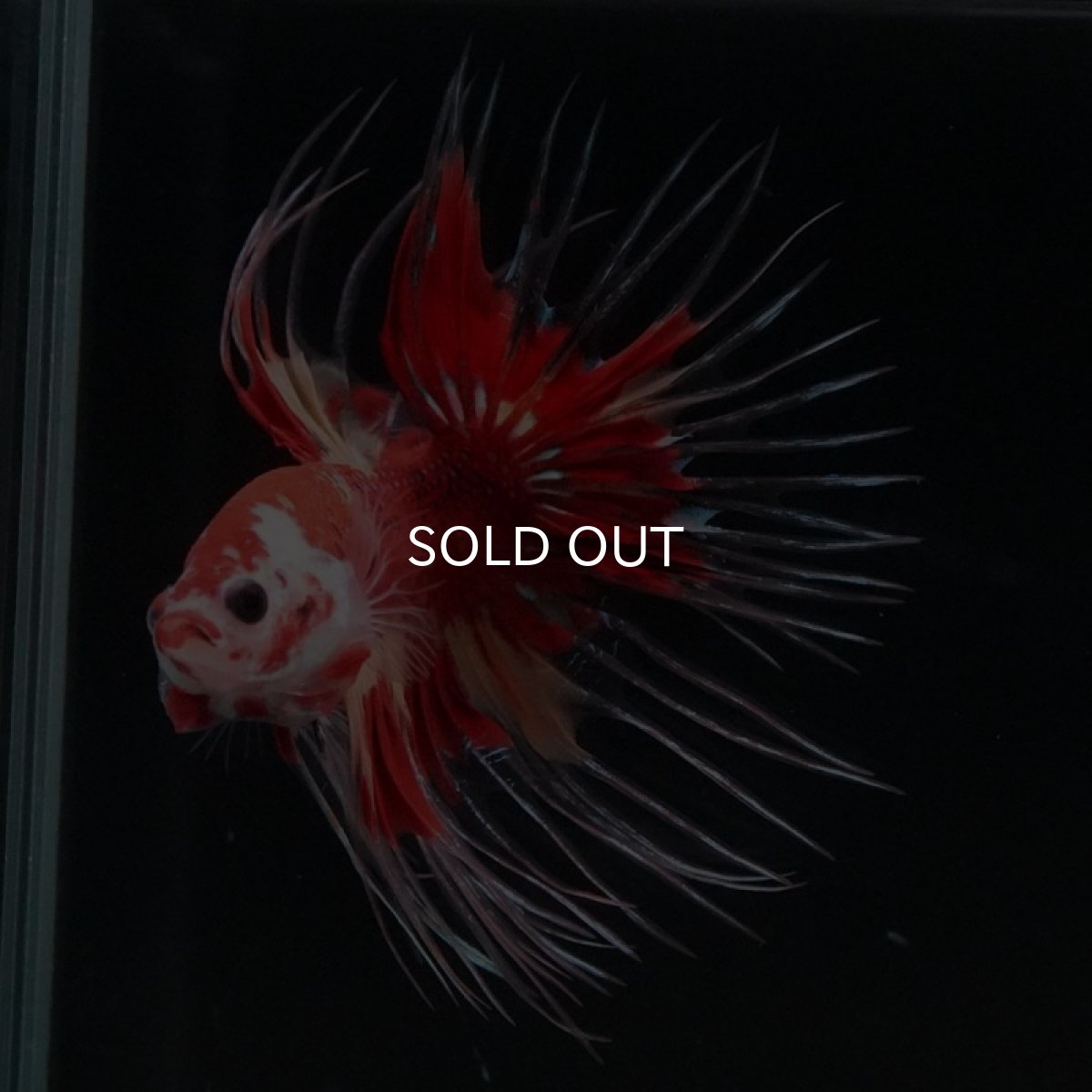 画像8: CT キャンディ (8)